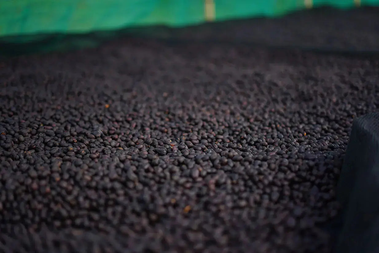 Close-up of dark honey processed coffee cherries with a green background