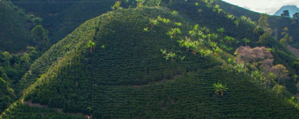 Coffee farm in Valle del Cauca, Colombia producing coffee for Staccato Roasters Colombia EA Decaf medium roast whole bean coffee.