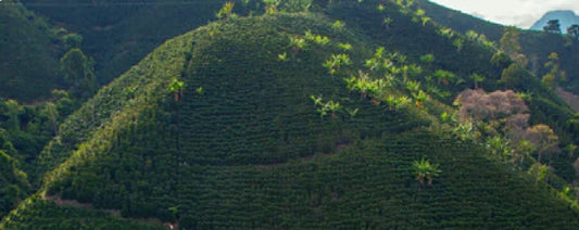 Coffee farm in Valle del Cauca, Colombia producing coffee for Staccato Roasters Colombia EA Decaf medium roast whole bean coffee.