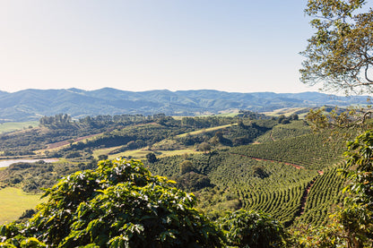 Brazilian Coffee - Minas Gerais - Yellow Bourbon - Natural Staccato Roasters