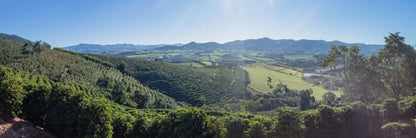 Brazilian Coffee - Minas Gerais - Yellow Bourbon - Natural Staccato Roasters