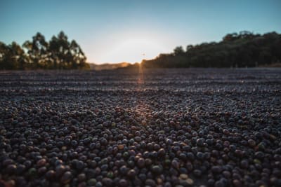 Brazil - Natural - Serra Negra