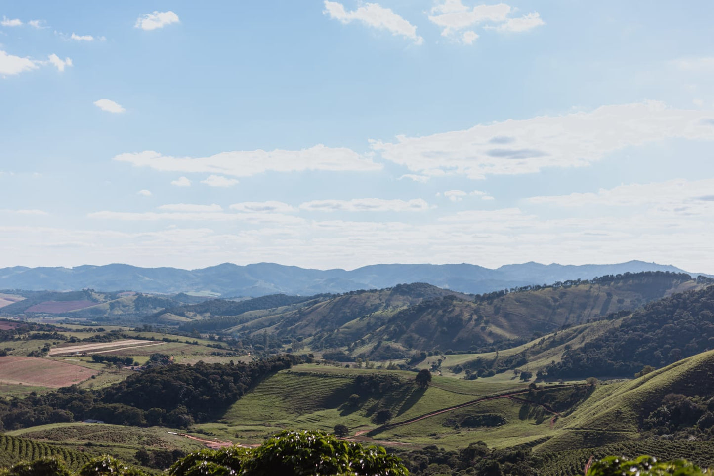 Brazil - Natural - Serra Negra