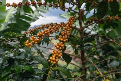 Brazil - Natural - Serra Negra