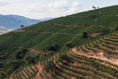 Brazil - Natural - Serra Negra