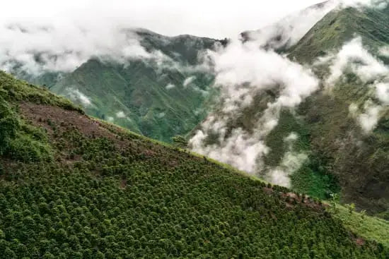 Green landscape with coffee plants and mountains covered in clouds
