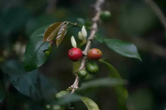 Coffee cherries on a branch with green leaves