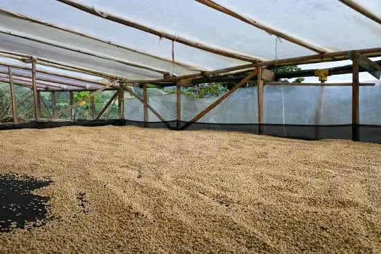 Colombian coffee beans drying under a transparent roof structure
