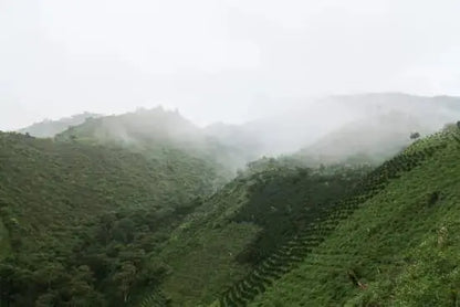 Green hills with misty atmosphere