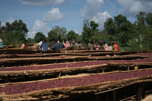 People working with Ethiopian coffee beans on drying racks under a blue sky with clouds.