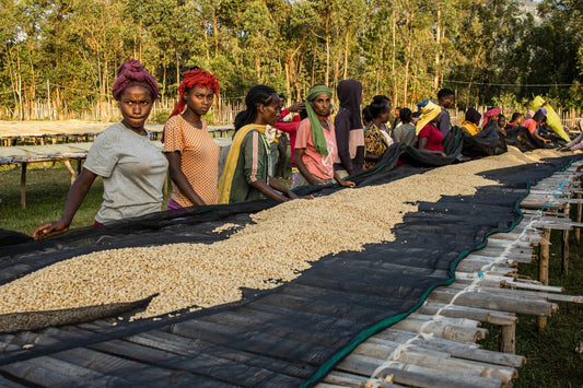 Ethiopia Sidama Buncho honey process green coffee beans drying on raised beds 

