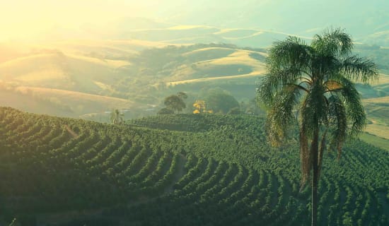 Brazilian Coffee - Minas Gerais - Yellow Bourbon - Natural Staccato Roasters