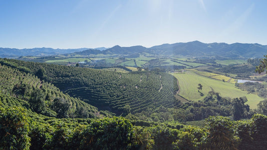 Brazil Yellow Bourbon Staccato Roasters