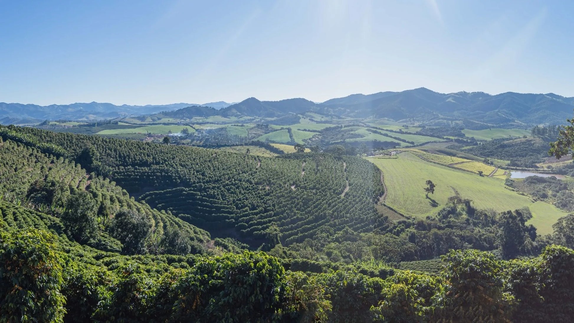 Brazil Yellow Bourbon Staccato Roasters