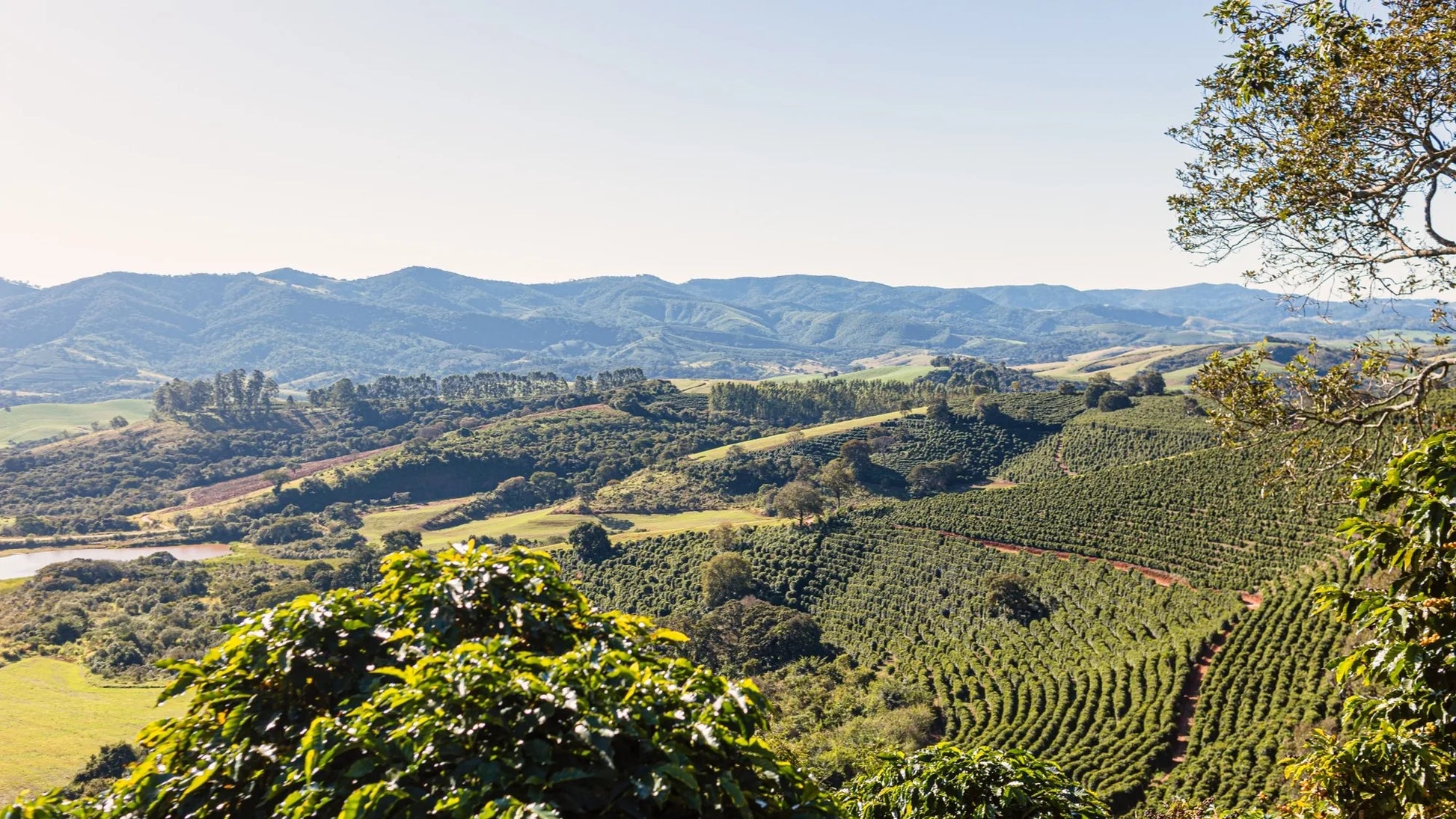 Brazil Yellow Bourbon Staccato Roasters