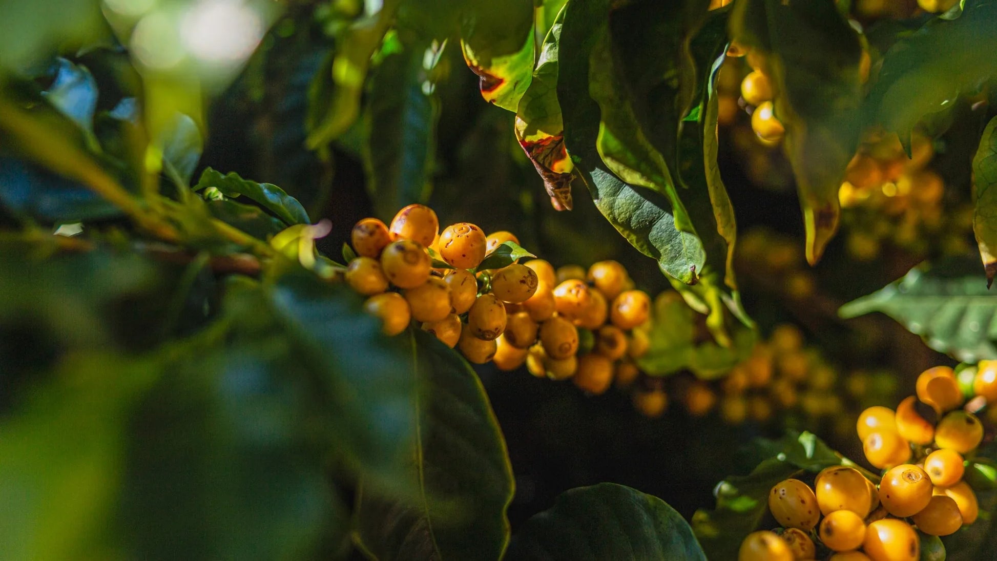 Brazil Yellow Bourbon Staccato Roasters