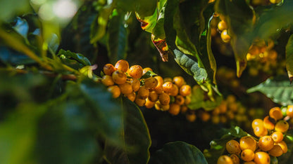 Brazil Yellow Bourbon Staccato Roasters