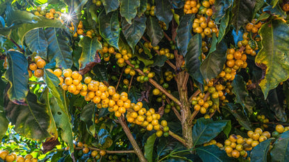Brazil Yellow Bourbon Staccato Roasters