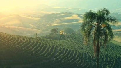 Brazil Yellow Bourbon Staccato Roasters