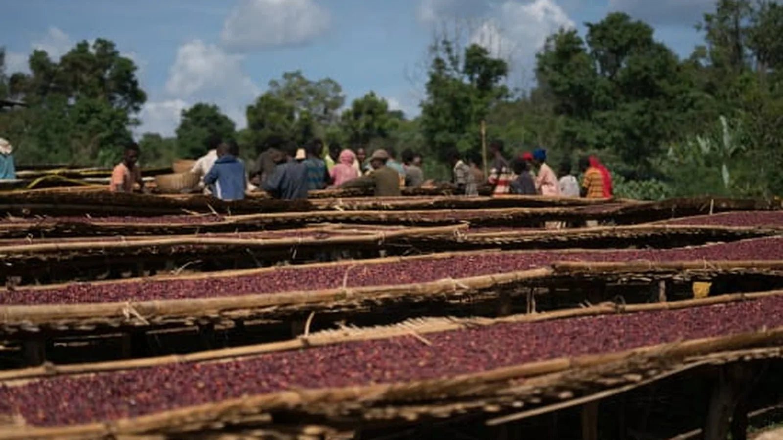 Ethiopia Chelbesa Natural Staccato Roasters