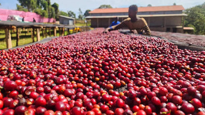 Ethiopia Chelbesa Natural Staccato Roasters