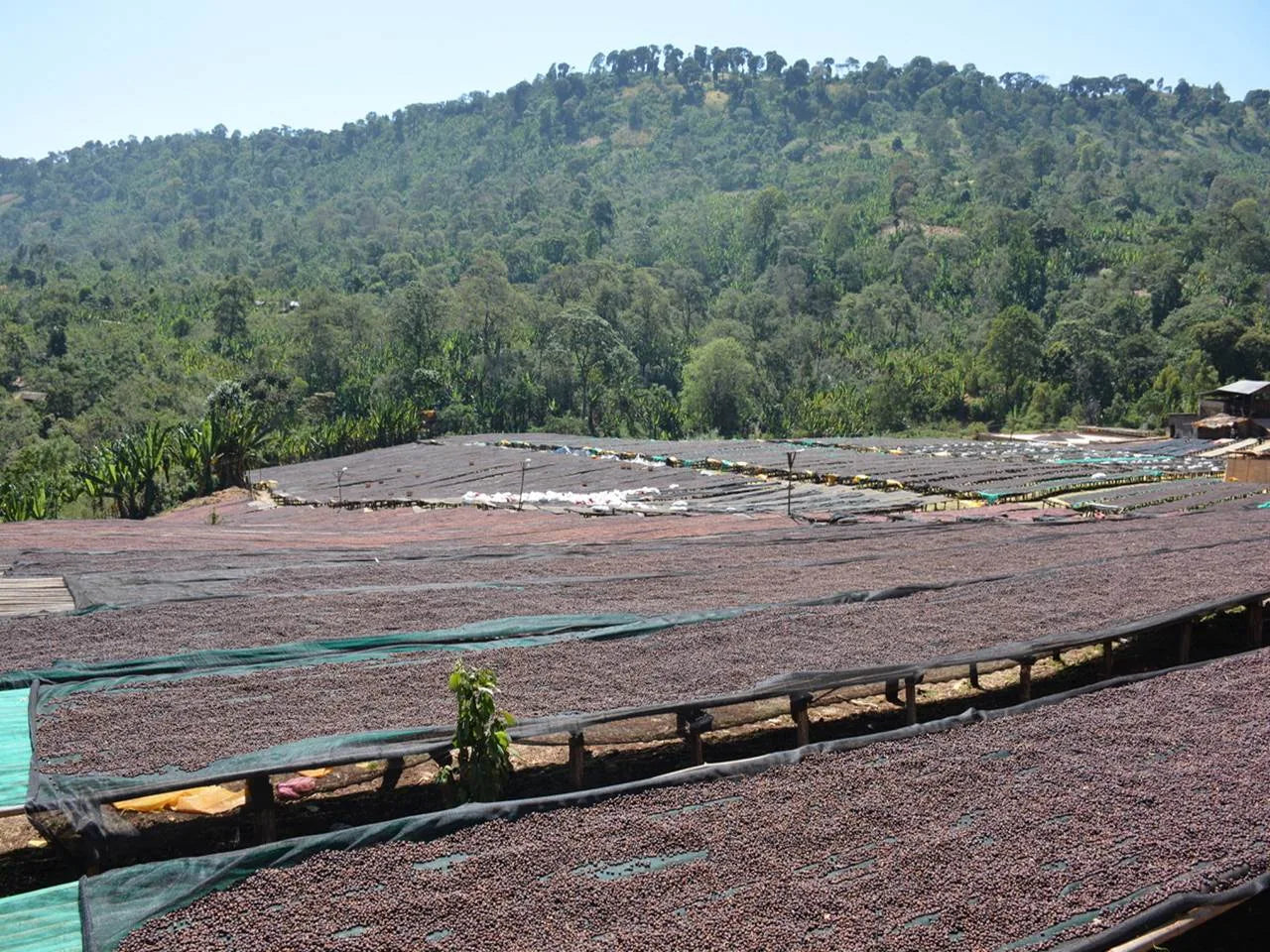 Natural process coffee cherries drying on raised beds in the Ethiopian highlands