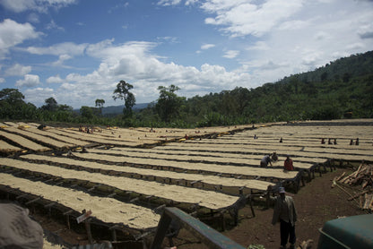 Coffee drying beds at Sasaba surrounded by the Ethiopian highlands