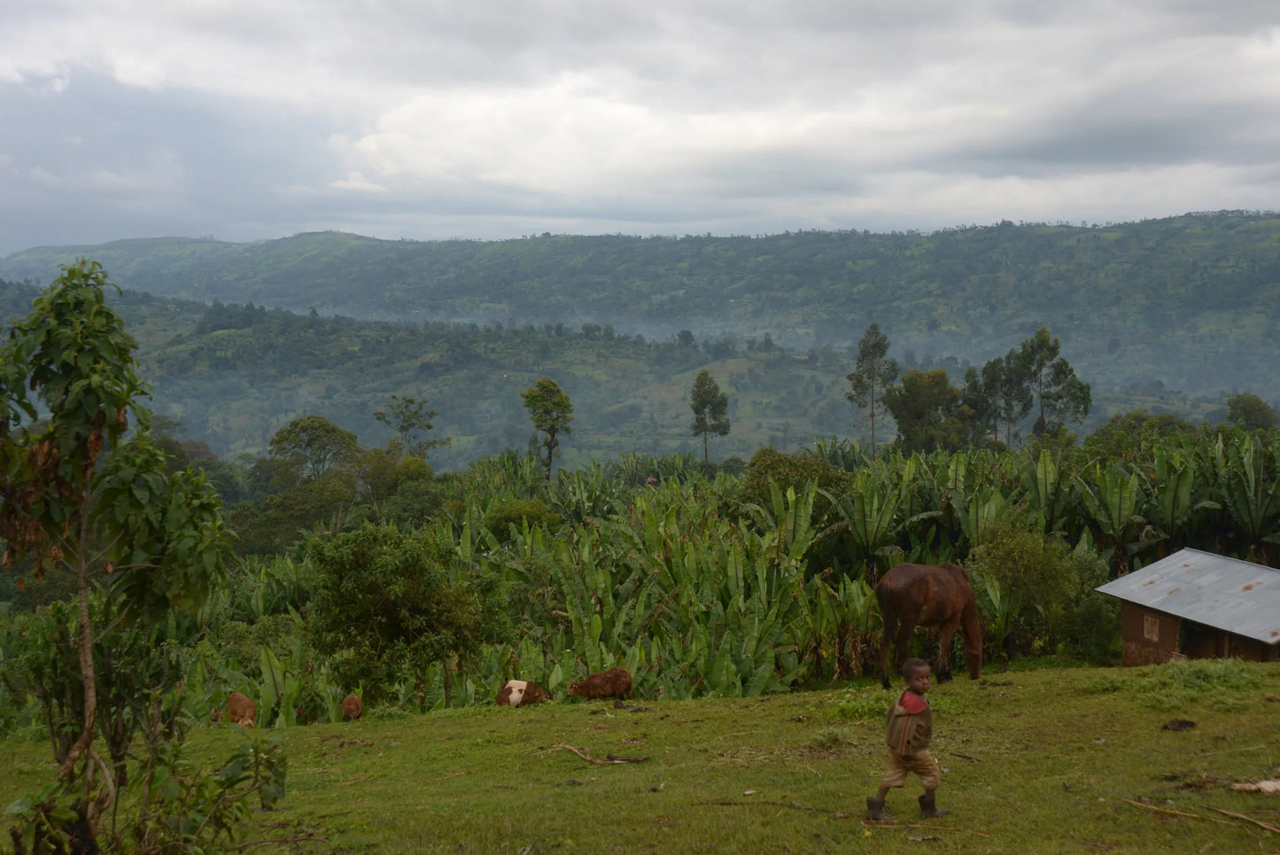 Mountainous coffee-growing landscape surrounding Sasaba in Ethiopia