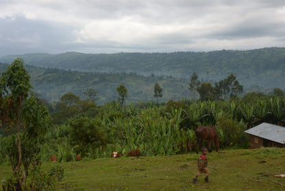 Mountainous coffee-growing landscape surrounding Sasaba in Ethiopia