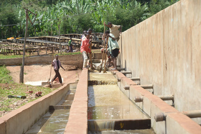 Coffee processing at the Sasaba washing station in Ethiopia