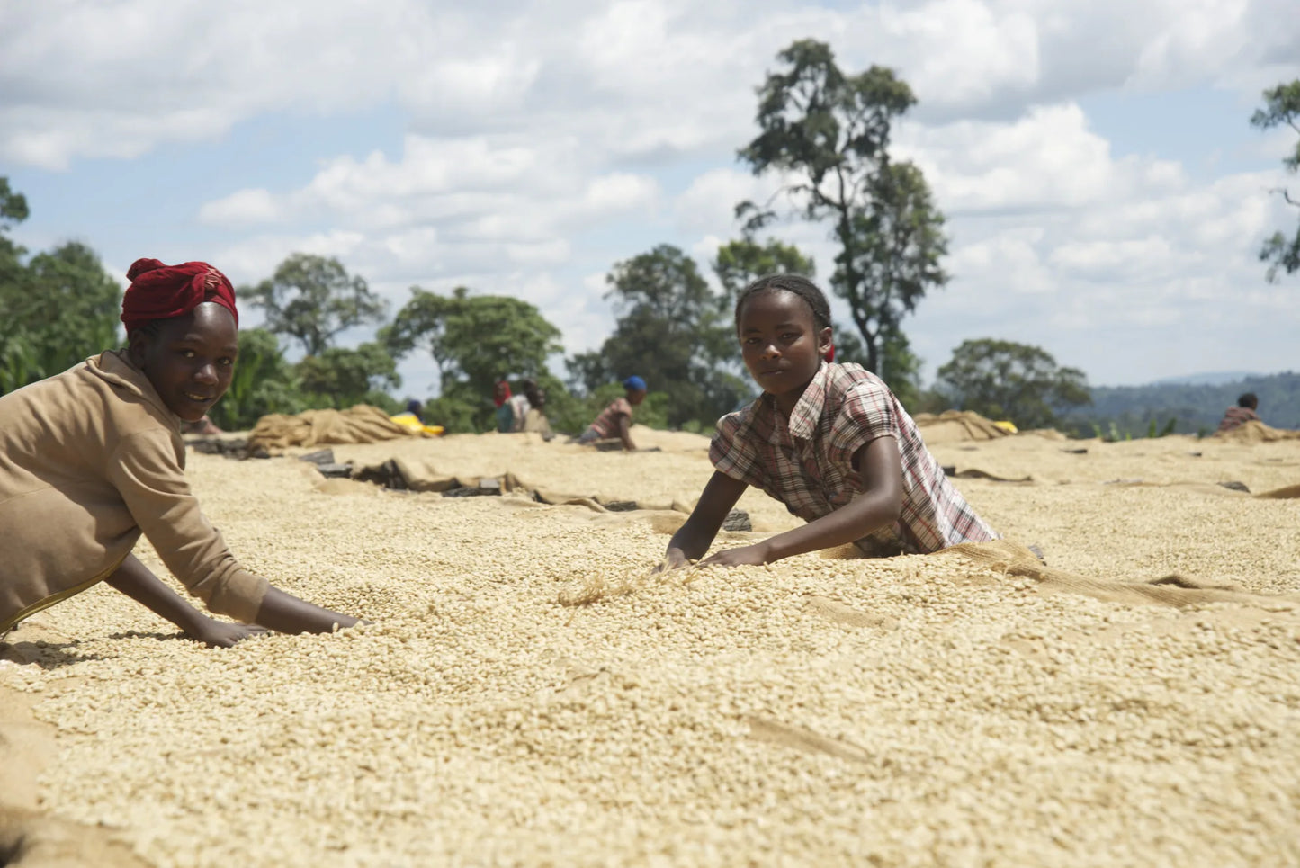 Workers tending coffee drying on raised beds at Sasaba in Ethiopia