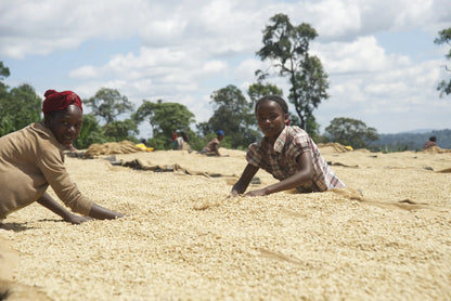 Workers tending coffee drying on raised beds at Sasaba in Ethiopia
