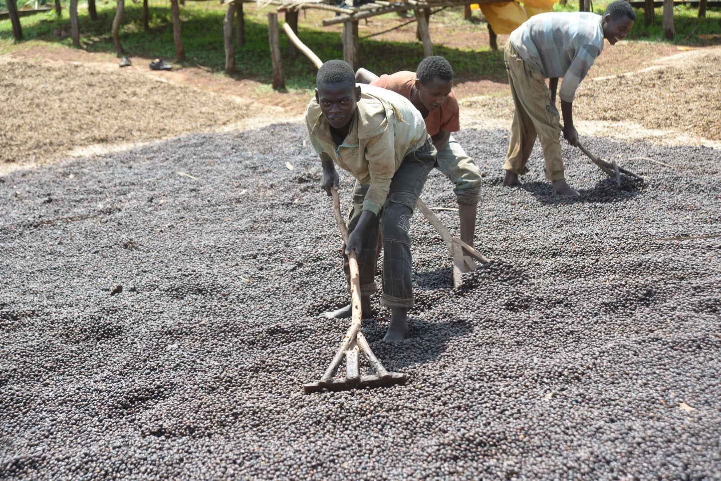 Workers raking natural process coffee cherries during drying at Sasaba, Ethiopia
