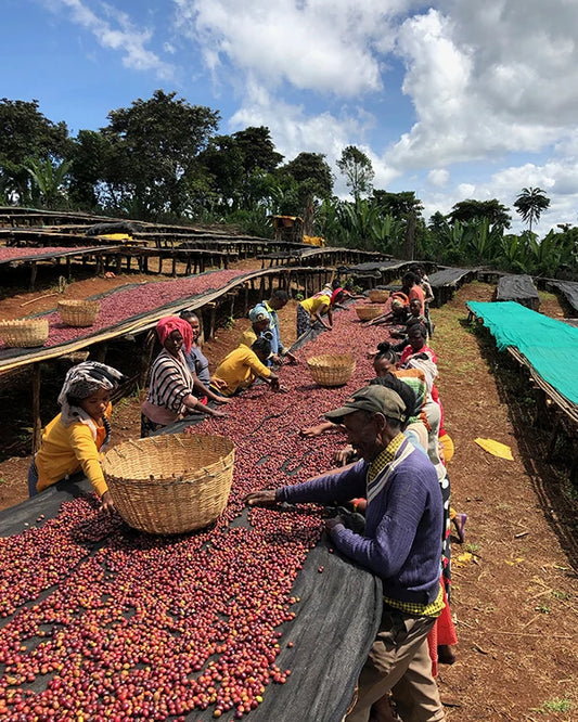 Workers hand-sorting ripe coffee cherries on raised drying beds at Sasaba in Ethiopia