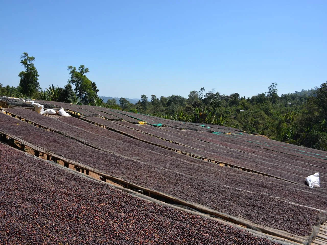 Coffee cherries drying on raised beds at Sasaba in Ethiopia
