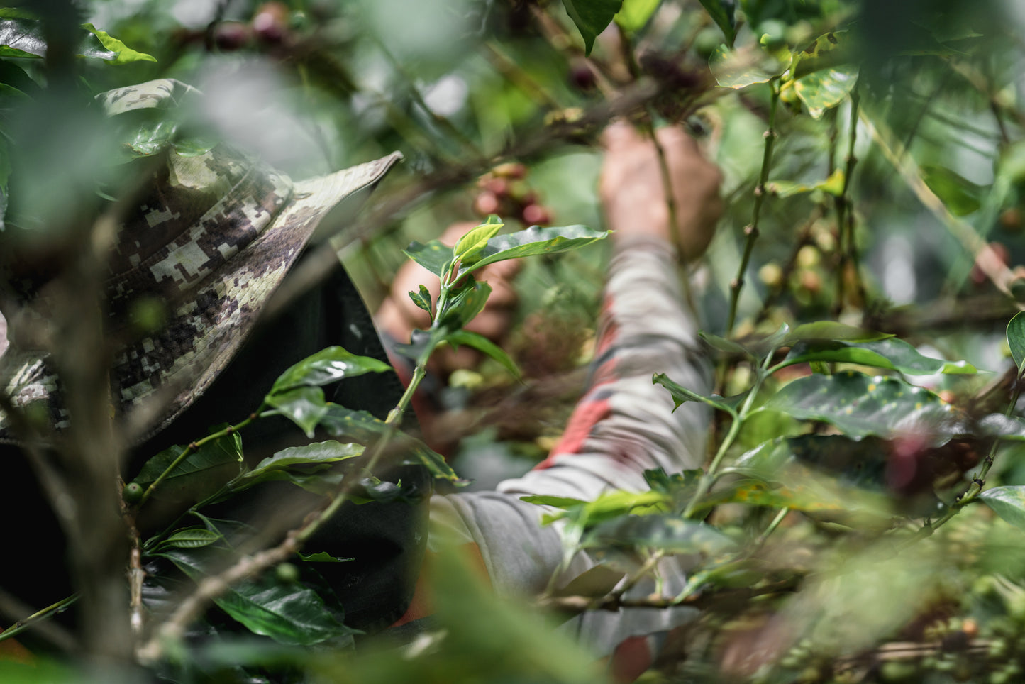 Workers hand-picking ripe coffee cherries for Staccato Roasters Gran Galope Colombia medium roast coffee in Cauca, Colombia.