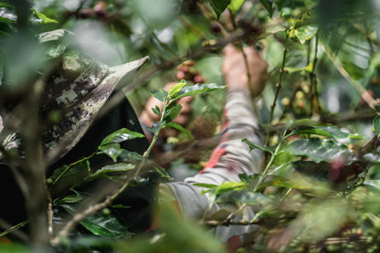 Workers hand-picking ripe coffee cherries for Staccato Roasters Gran Galope Colombia medium roast coffee in Cauca, Colombia.