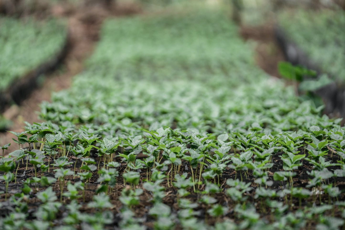 Coffee seedlings growing in a nursery for Staccato Roasters Gran Galope Colombia medium roast coffee in Cauca, Colombia.