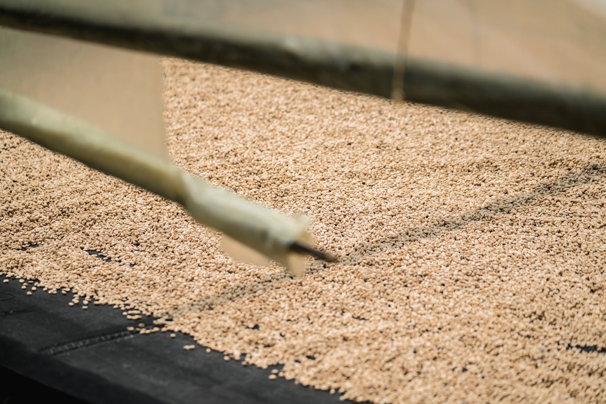 Green coffee beans being processed for Staccato Roasters Gran Galope Colombia medium roast coffee in Cauca, Colombia.