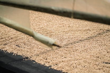 Green coffee beans being processed for Staccato Roasters Gran Galope Colombia medium roast coffee in Cauca, Colombia.