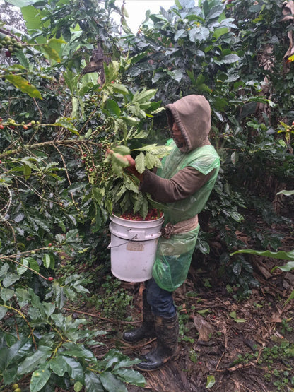 Coffee picker harvesting ripe coffee cherries by hand into a bucket at Elvin Suazo's coffee farm in Honduras.
