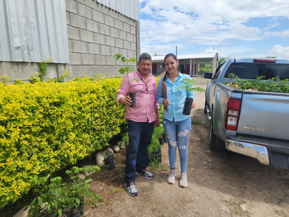 Honduran coffee producer Elvin Suazo and a family member holding young coffee seedlings outside the farm nursery.