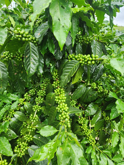 Close-up of dense clusters of green coffee cherries growing on branches at Elvin Suazo's Honduran coffee farm.