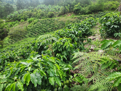 Hillside coffee farm in Honduras with coffee trees growing across steep mountain terrain on Elvin Suazo's farm.