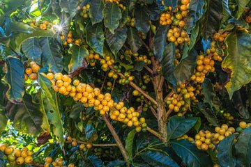 Brazilian Coffee - Minas Gerais - Yellow Bourbon - Natural