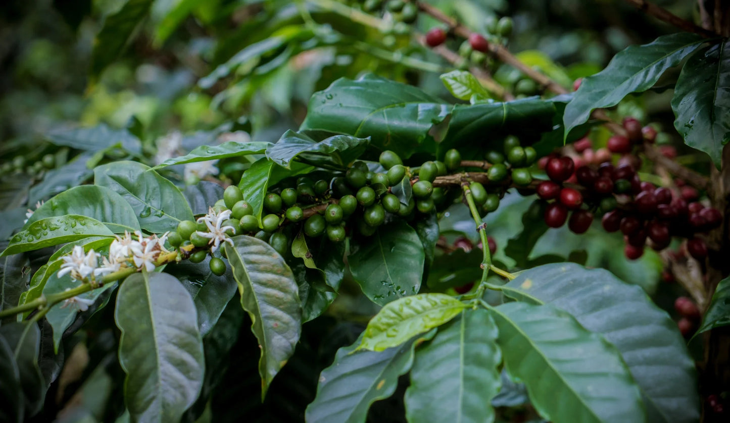 Coffee cherries and blossoms growing on a coffee branch in Peru's Cajamarca region.
