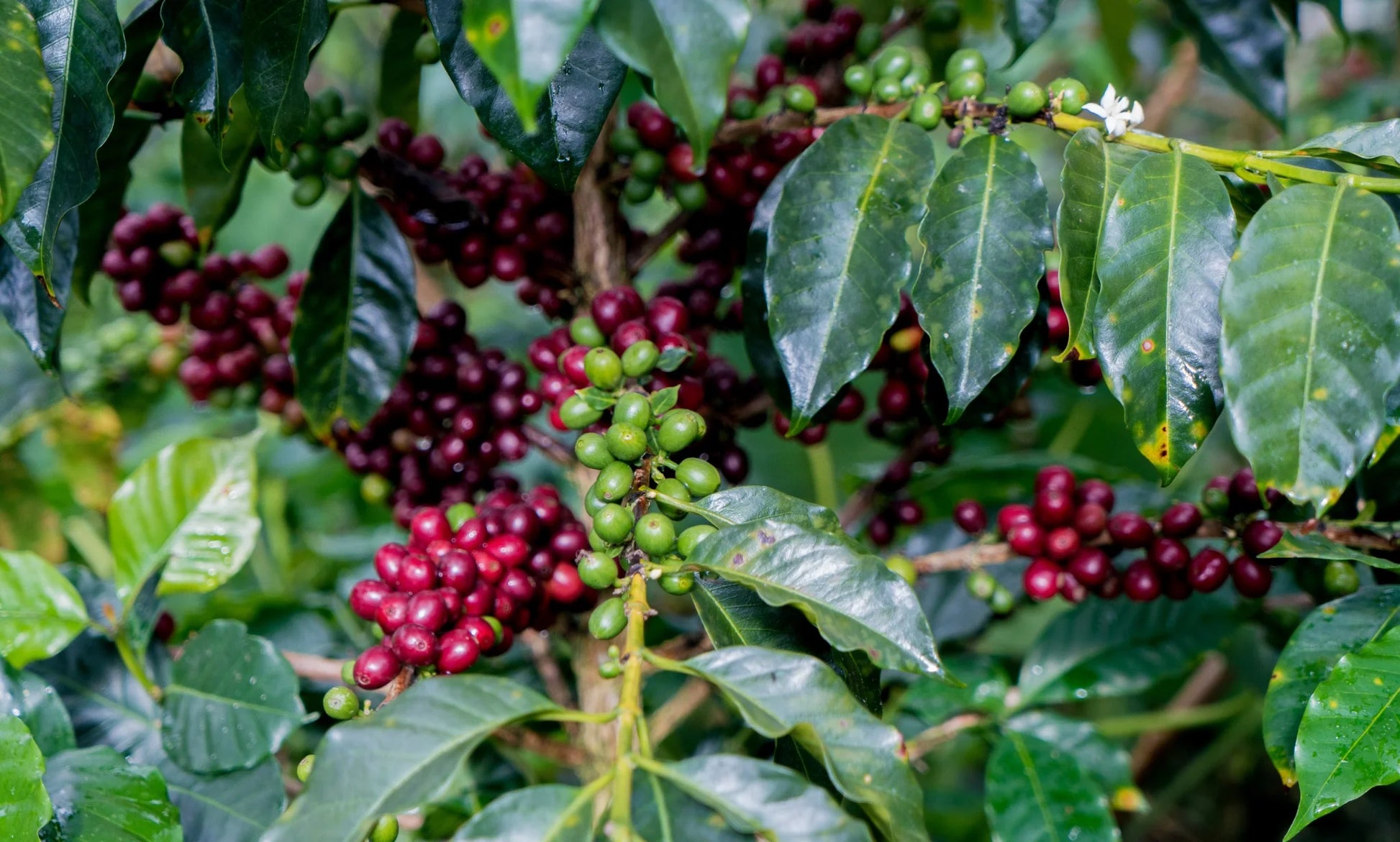 Ripe red coffee cherries growing on coffee trees in Cajamarca, Peru.