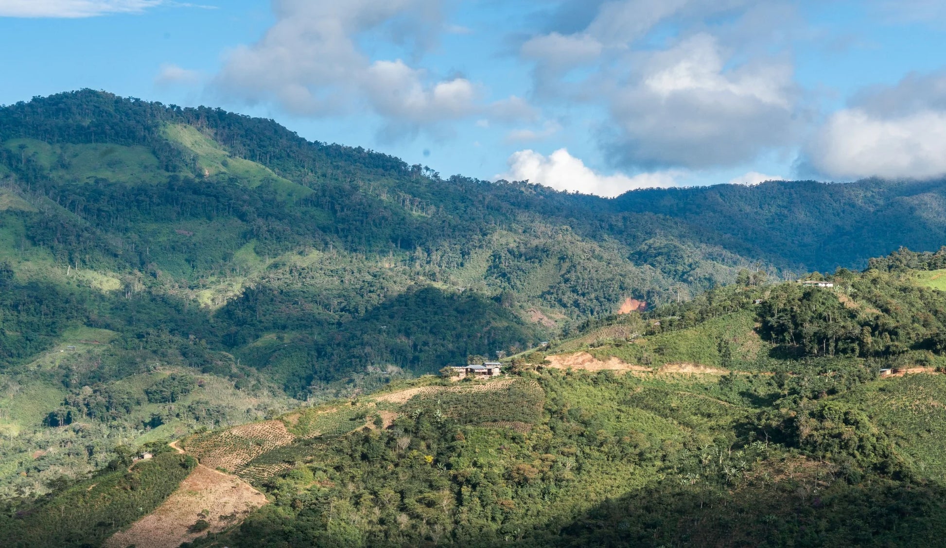 Scenic view of coffee farms in the mountains of Cajamarca, Peru.