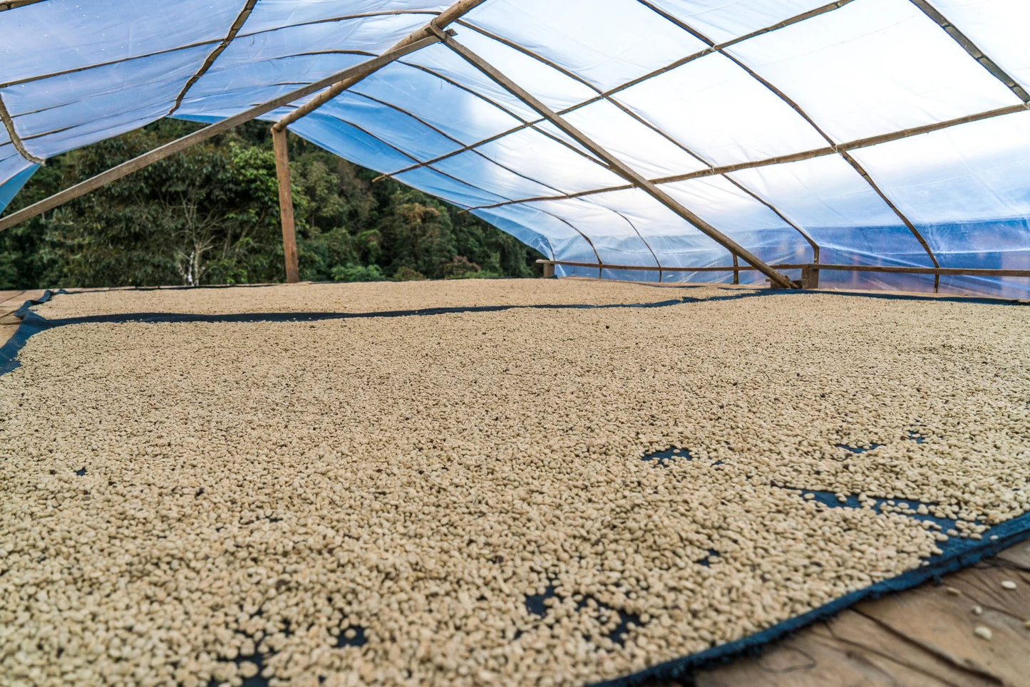Washed coffee drying on raised beds in the Cajamarca region of Peru.