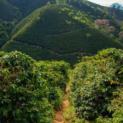 Coffee plantation in Valle del Cauca, Colombia where Staccato Roasters Colombia EA Decaf coffee is grown.